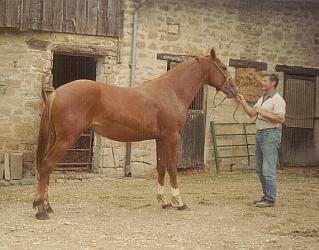 Départ pour une promenade à cheval