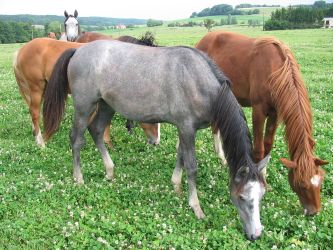 Gambade et son poulain