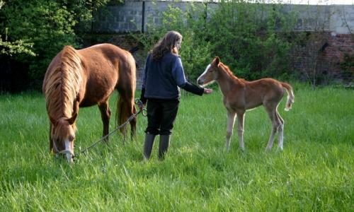 Ines et son poulain